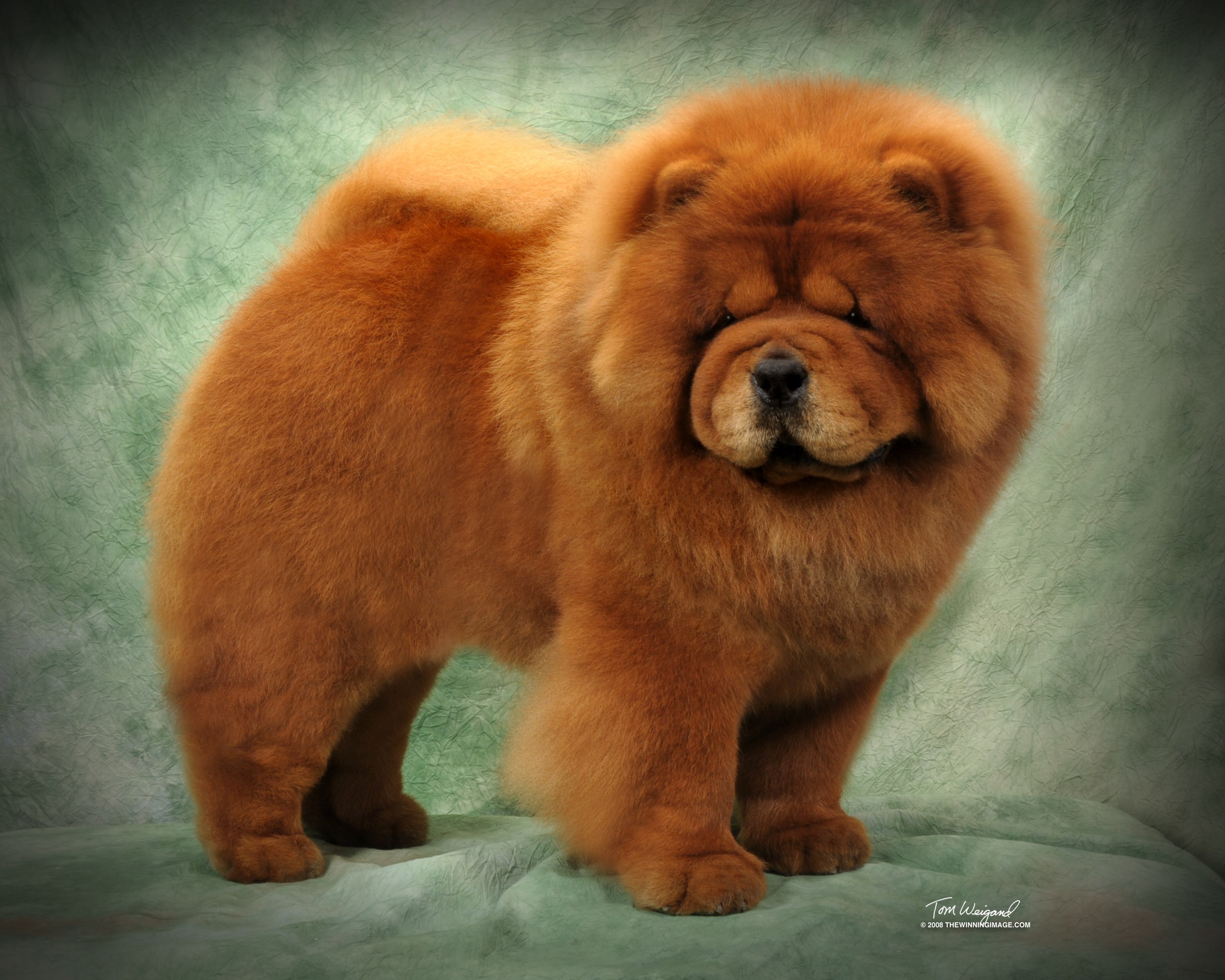 chinese chow chow