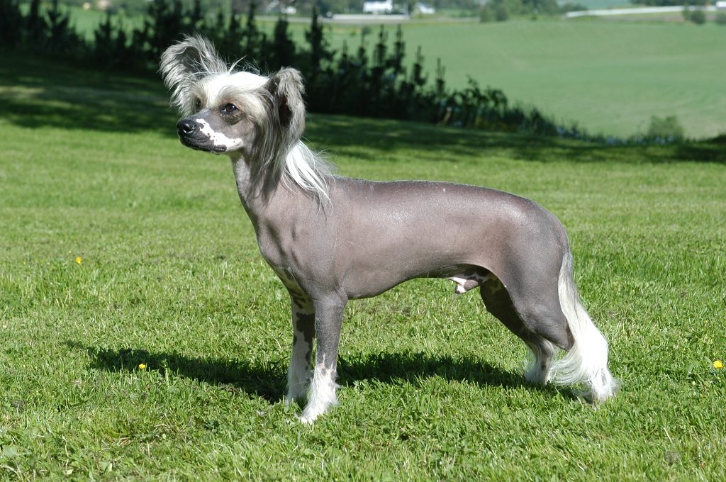 Image result for Chinese Crested