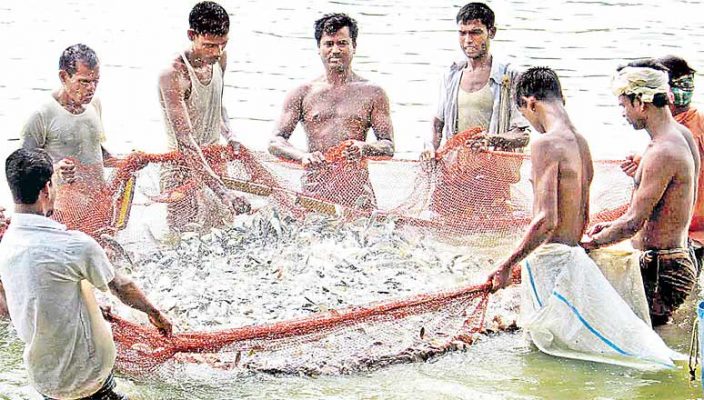 Telangana Fisheries To Offer Fish Seeds For Free And Full Discount-తెలంగాణా రైతులకు పూర్తి సబ్సిడీతో చేపపిల్లలు-TNILIVE Telugu Agriculture News
