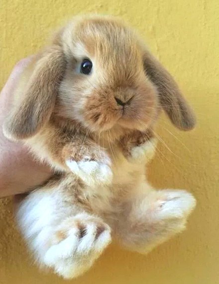 cute lop eared bunny