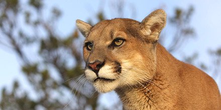 Image result for Mountain Lions can whistle.