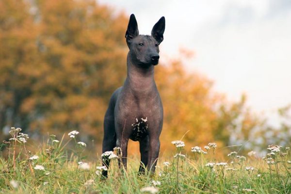 Xoloitzcuintli, a dog breed that is loved by people