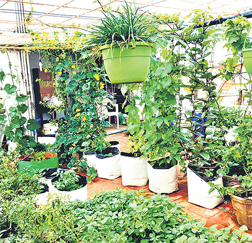 Rooftop Gardening A Growing Trend In Hyderabad