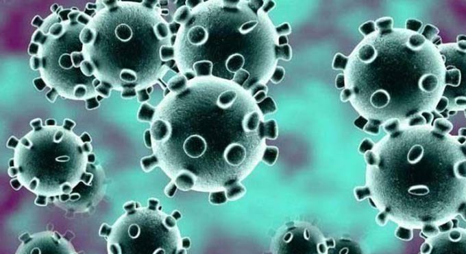 Anti-parasitic drug kills coronavirus within 48 hours