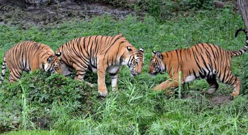 Tiger population roars in Telangana