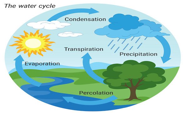 What is the importance of the water cycle?