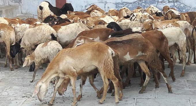 Telangana tops in sheep, goat numbers – Deccan News