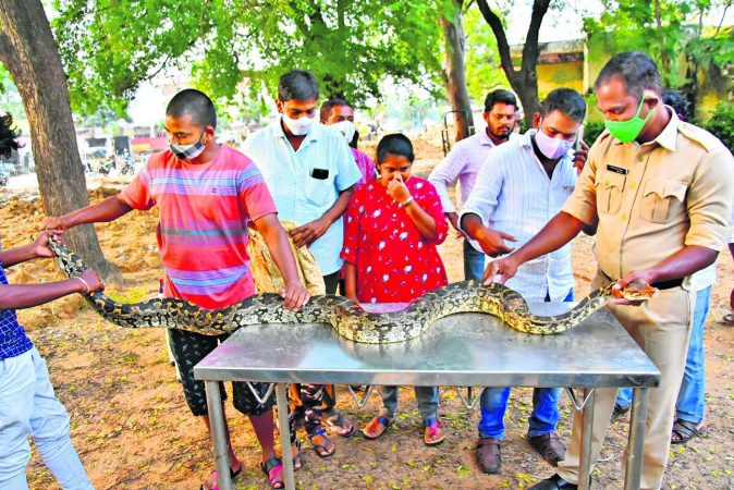 A brave home guard rescued this rock python