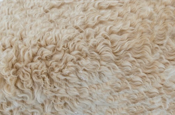 Fur, wool, hair: what's the difference? - Telangana Today