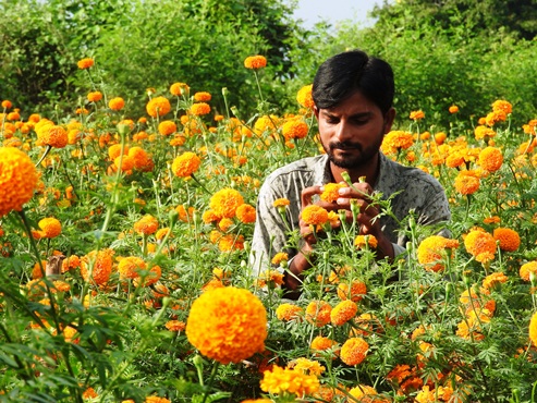 Marigold farmer