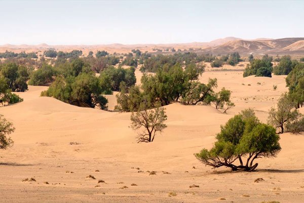 Sahara desert has 1.8 billion trees