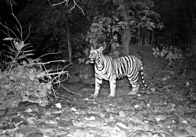 Tiger sightings in Telangana, a healthy sign