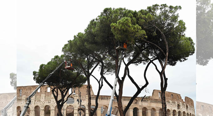 Rome's majestic umbrella pines