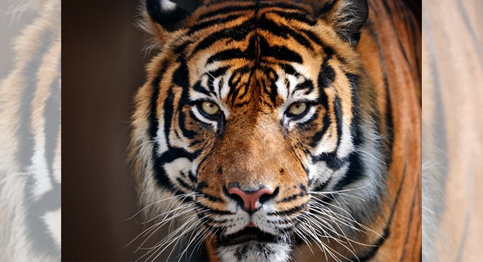 Why do tigers have whiskers? - Telangana Today