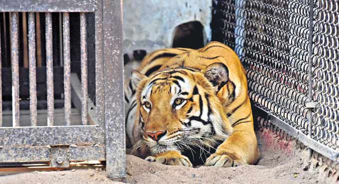 Winter turns cozy for animals in Hyderabad zoo - Telangana Today