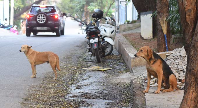 GHMC steps up to tackle street dog menace - Telangana Today