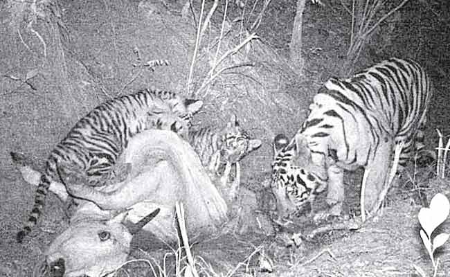 Kaghaznagar forest division turns tiger breeding zone