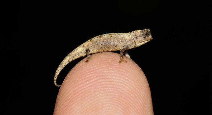 Chameleon_smallest-reptile