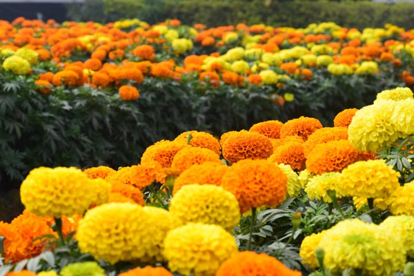 Flower exhibition delights patrons in Agra