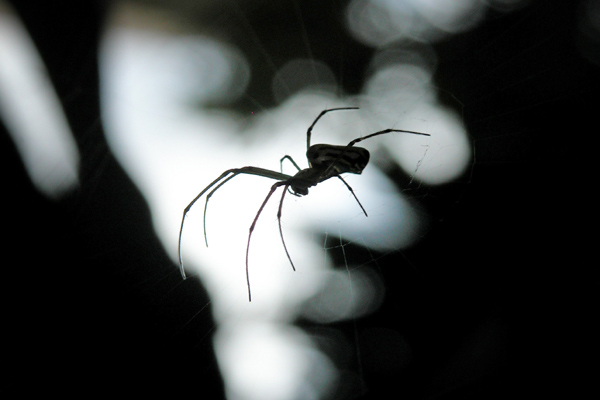 Venomous spiders prompt temporary Michigan library shutdown