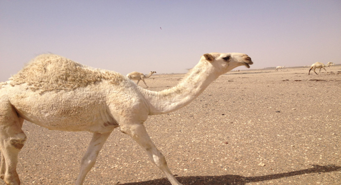 UAE man held for stealing camel as gift for girlfriend