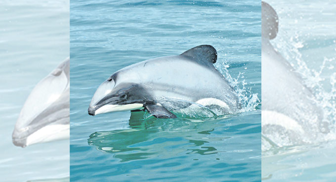 Maui Dolphins