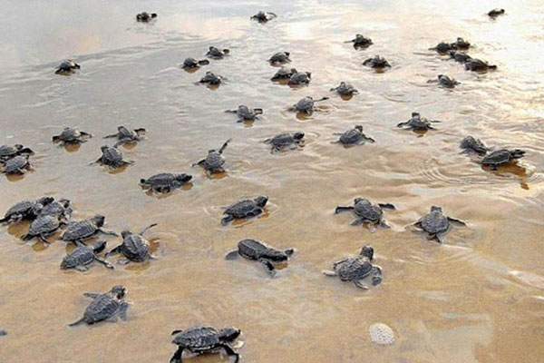 Olive Ridley turtles mass nesting in Odisha