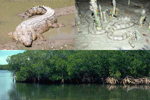 The Sundarbans: World's largest mangrove forest - Telangana Today