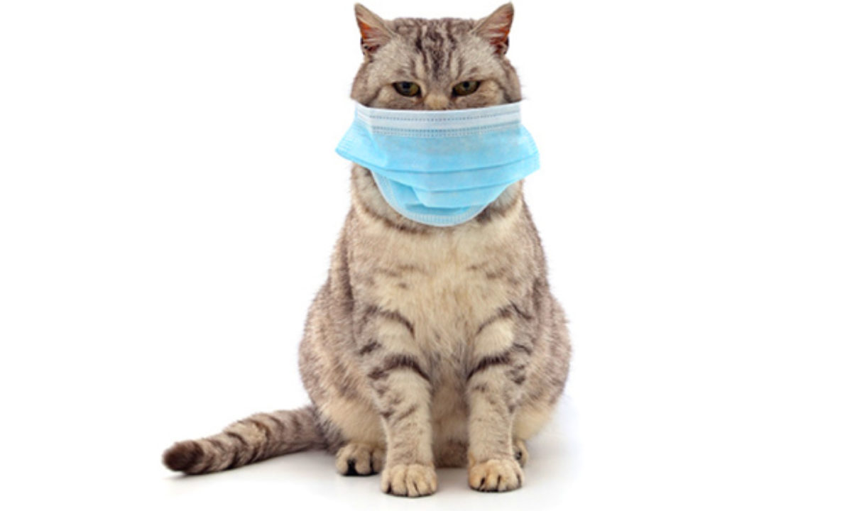 Human To Cat Transmission Of Covid Virus Found In Uk