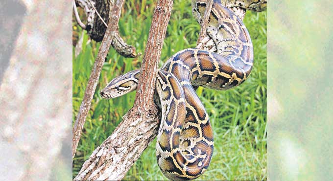 How harmful are Invasive Species - Telangana Today
