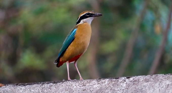 stubby-tailed 'Indian Pitta'