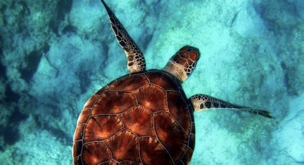 ‘Conservation of sea turtles is a must for a balanced ocean ecosystem’
