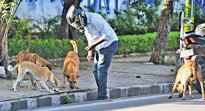 Hyderabad: Street dogs get special attention during lockdown - Telangana  Today