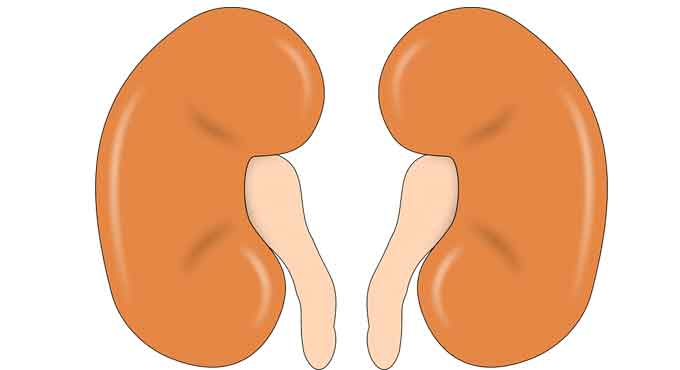 Proteins could offer risk markers, therapy targets in diabetic kidney disease