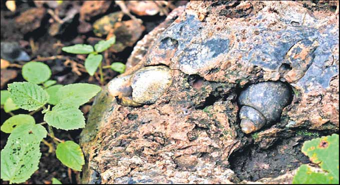 Telangana: Researchers discover snail fossils dating back 6.5 crore years old