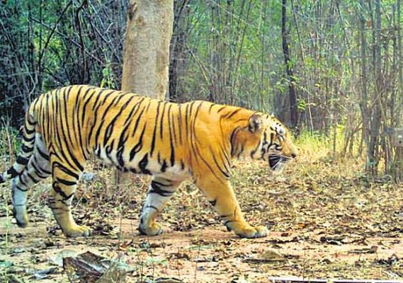 More 'eyes' on tigers, poachers in Telangana - Telangana Today