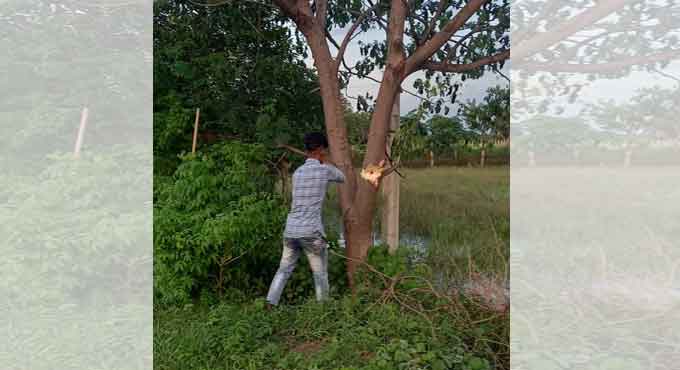 Siddipet: Case filed against man for cutting down trees