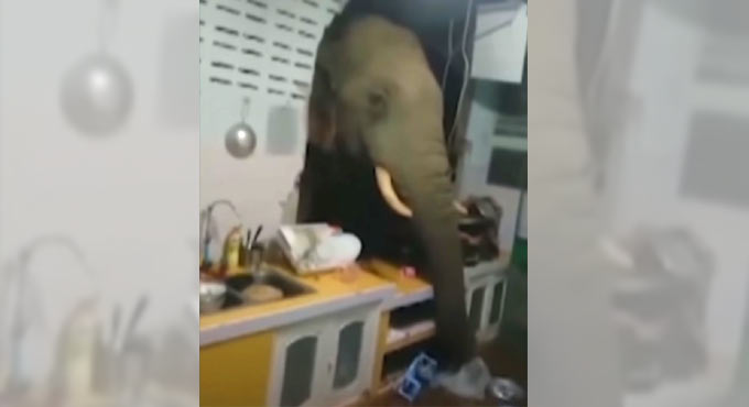 Hungry elephant that broke into the kitchen in search of food is back again