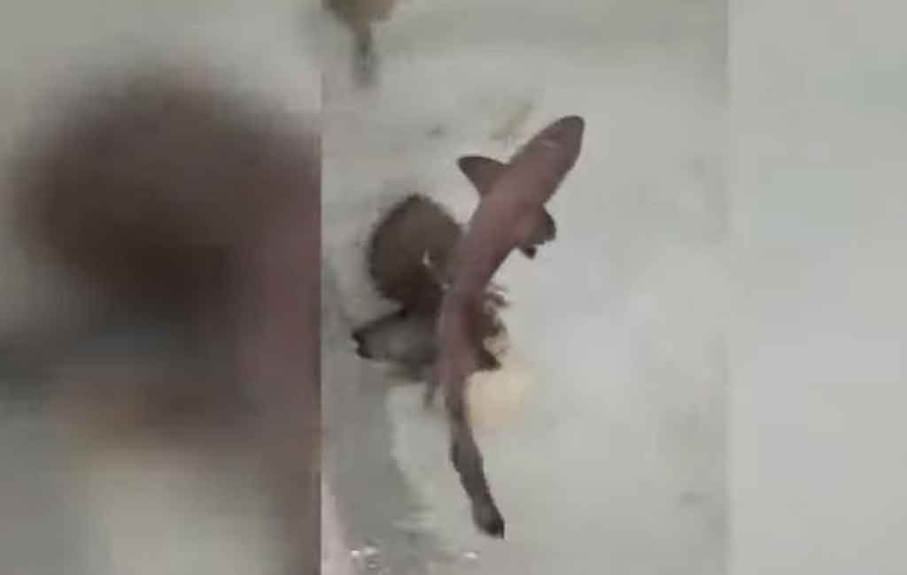 Miracle' baby shark born in all-female aquarium without any males