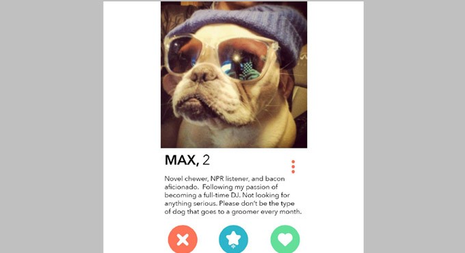 Swipe right for a 'pawfect' company as animals make their way to Tinder -  Telangana Today