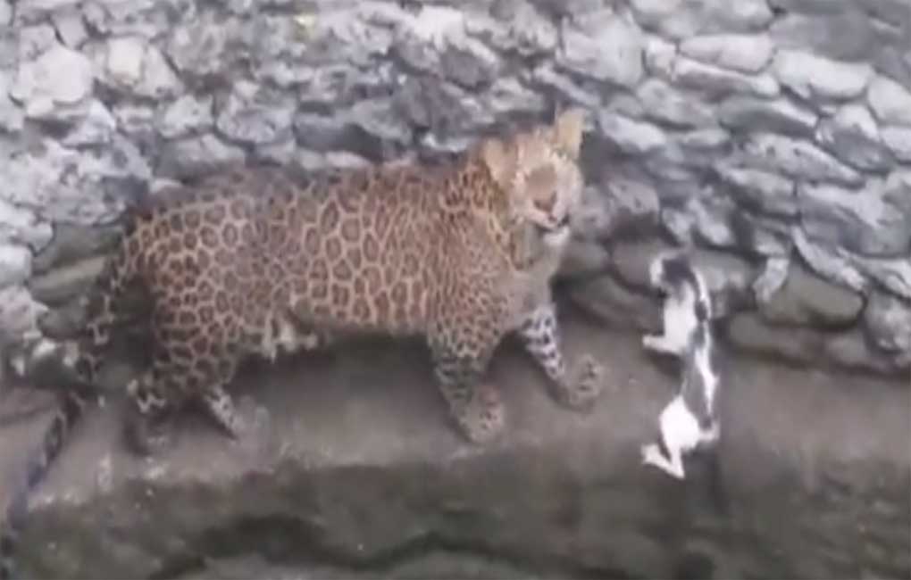 Watch: Leopard chases a domestic cat in viral video - Telangana Today