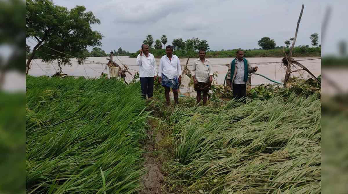 Khammam gets respite from rains, crops damaged