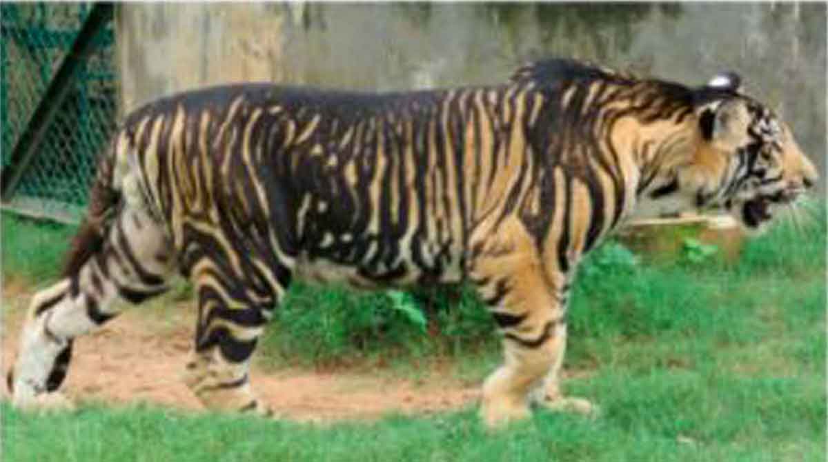 Study decodes mystery around 'black tigers' - Telangana Today