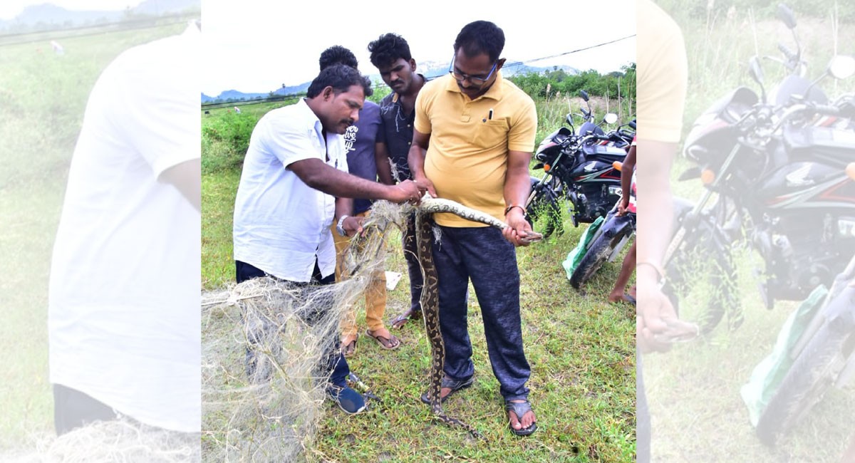 Python caught in fishing net in Wanaparthy; rescued