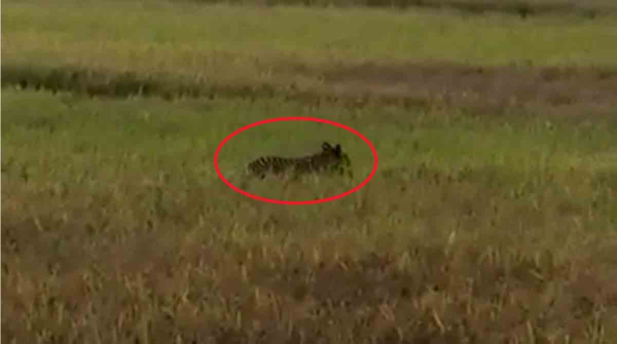 Tiger scare haunting people in forest fringe villages in Kothagudem