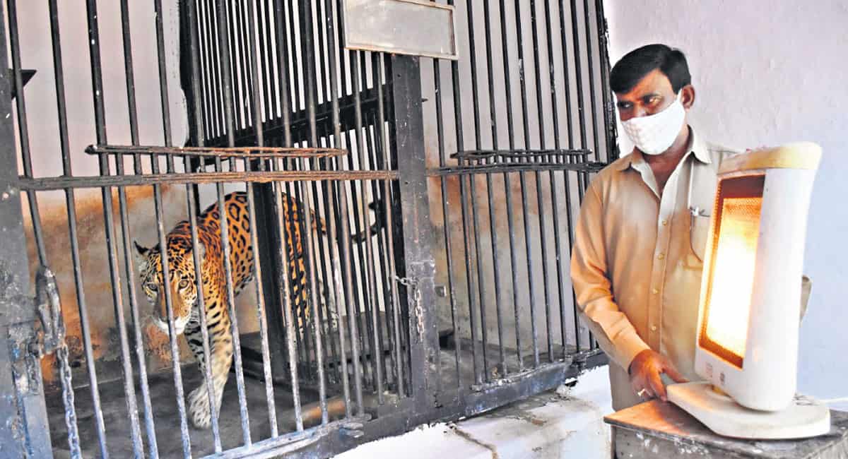 Zoo takes up measures to keep animals warm - Telangana Today