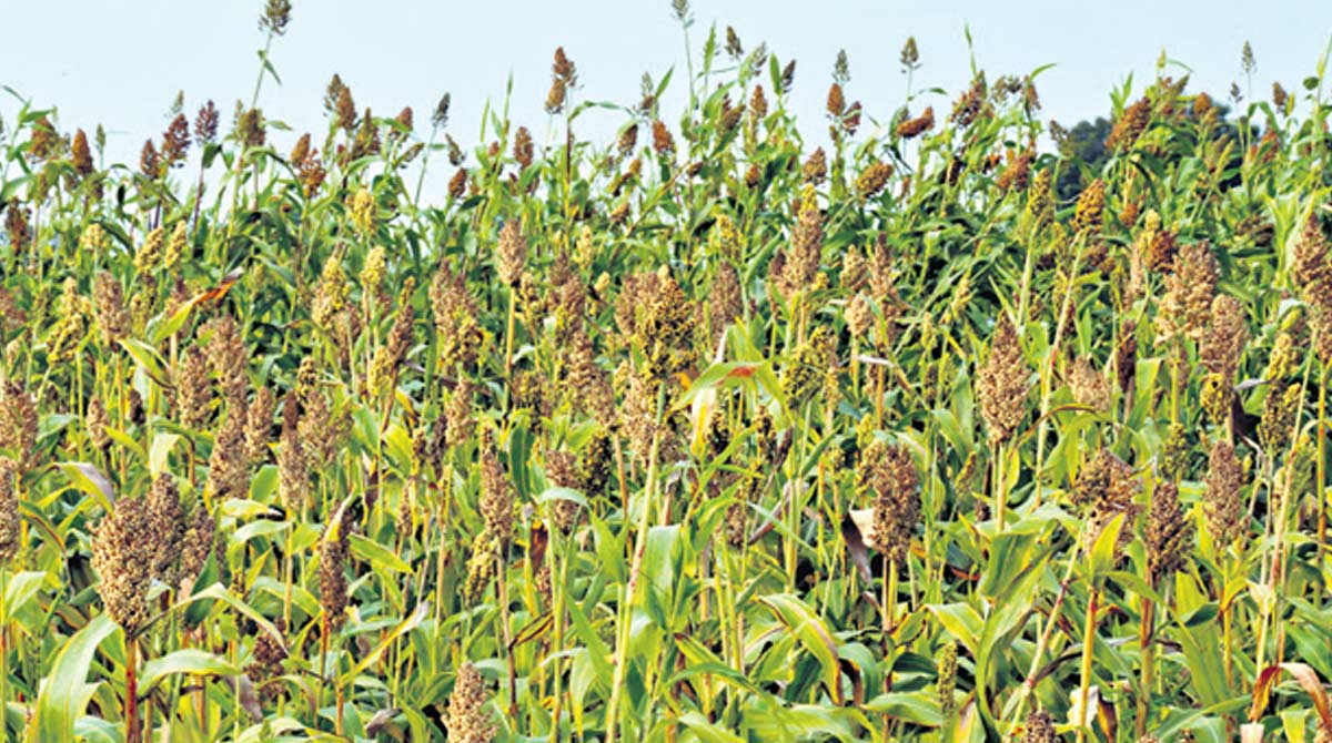 Telangana ryots shift to alternative crops