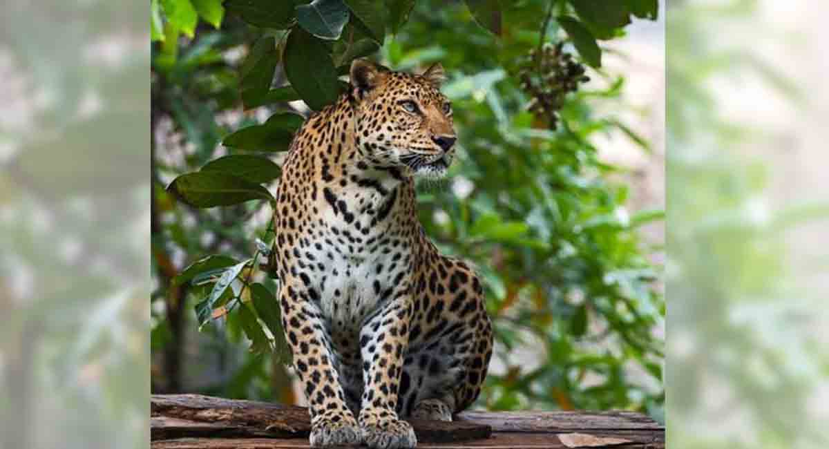 Tamil Nadu: Leopard on prowl again; attacks two in Tirupur