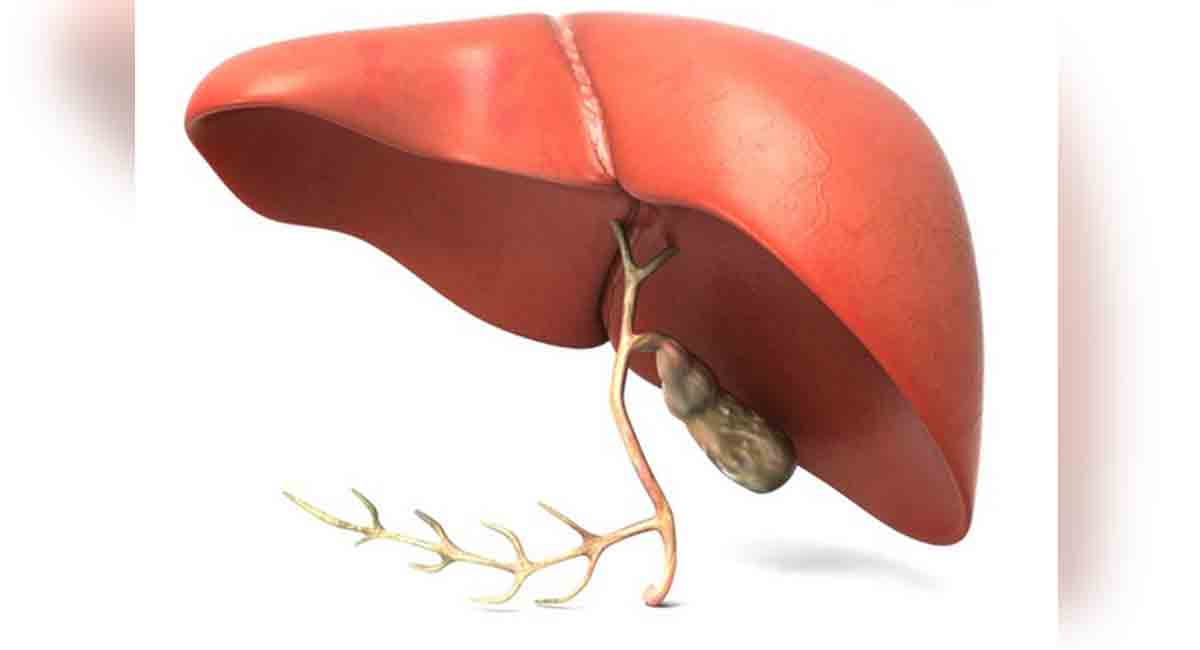 Study examines development of fatty liver disease under healthy diet