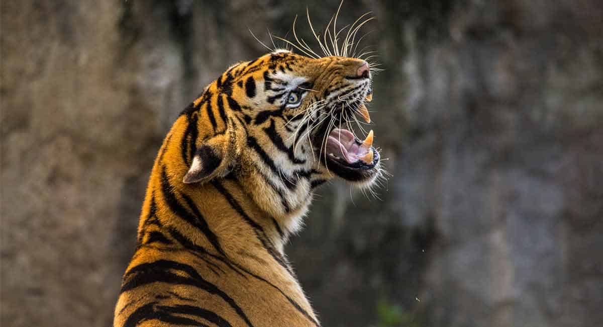 Watch: Zoo tiger shot while biting man’s arm as he screams
